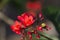 Red Flowers of the Jatropha Tree with Buds and Yellow Stamens