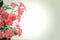 Red flowers of Kalanchoe plant on gradient background