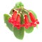 Red flowers (Kohleria Rongo)