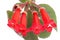 Red flowers (Kohleria Rongo)