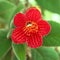 Red flowers (Kohleria Rongo)