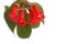 Red flowers (Kohleria Rongo)