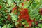 Red flowers in the leafage of Japanese quince