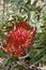 Red flowers of a leucospermum cordifolium X glabrum allegro shrub