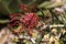 Red flowers of a leucospermum cordifolium X glabrum allegro shrub