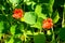 Red flowers nasturtium on green background