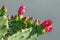 Red flowers of opuntia  prickly pear