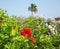 Red flowers, palm tree and views on the coast of Cyprus