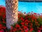 Red flowers pelargonium peltatum at the edge of the pool