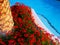 Red flowers pelargonium peltatum at the edge of the pool