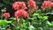 Red flowers pelargonium zonale or multicolored cluster of  zonal germanium blooming in garden nature plant background