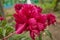 Red flowers of peony in the garden. Summer and spring time.