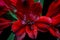 Red flowers of the Peruvian Lily Alstromeria plant