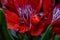 Red flowers of the Peruvian Lily Alstromeria plant