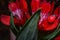 Red flowers of the Peruvian Lily Alstromeria plant