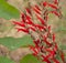 Red flowers of pineapple sage herb
