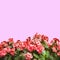 Red flowers on pink solid color background for easy selection - Art toned image with painted image effect