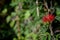 Red flowers of the plant Calliandra tweediei or red plumerillo
