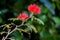 Red flowers of the plant Calliandra tweediei or red plumerillo