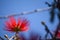 Red flowers of the plant Calliandra tweediei or red plumerillo