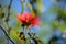 Red flowers of the plant Calliandra tweediei or red plumerillo