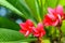 Red flowers or Plumeria obtusa on the sky.