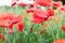 Red flowers - poppies growing on the meadow. Large background blur, small depth of field.