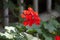 Red flowers in a pot on the window. decorating homes and Windows from the outside, the love of growing flowers and plants. comfort