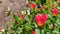 Red flowers of prime rose in garden