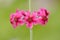 Red Flowers Of Primula Candelabra