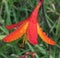 Red Flowers Rain drops Nature