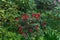 Red flowers of rhodedendron Marcel Menard