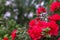 Red flowers of rhododendron,  Growing azaleas in the garden