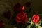 Red Flowers ,rose, red rose, plant, Flos rosae rugosae