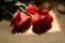 Red Flowers ,rose, red rose, plant, Flos rosae rugosae