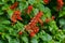 Red flowers of Scarlet sage, Tropical sage growing at Fraserâ€™s hill, Malaysia