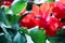 Red flowers of Schlumbergera. House plant. Christmas cactus. House flower