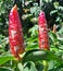 red flowers shaped like candles in the garden during mid day