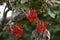 Red flowers of a stenocarpus sinuatus or firewheel tree