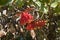 Red flowers of a stenocarpus sinuatus or firewheel tree native to Queensland and New Guinea