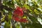 Red flowers of a stenocarpus sinuatus or firewheel tree native to Queensland and New Guinea