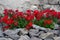 Red flowers with stones. Garden decoration elements.