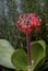 Red flowers of succulent after rain