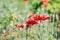 Red flowers in the summer in the courtyard