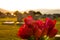 Red Flowers in the Sunset