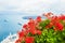 Red flowers on the terrace with sea view