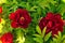 Red flowers of tree peonies