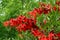 Red Flowers of Tropical Bush Erythrina Crista Galli