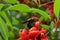 Red Flowers of Tropical Bush Erythrina Crista Galli with bumblebee