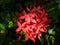 The red flowers of the tropical Ixora plant coming in to bloom